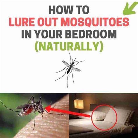 how to get rid of mosquito in my bedroom